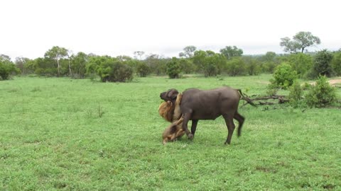 Dangerous loin// dangerous loin attack