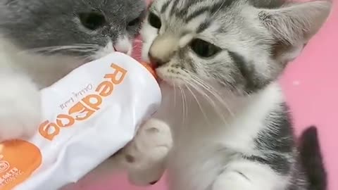 OMG So Cute Cats ♥ Best Funny Cat ❤️🐈Videos 2021 #shorts