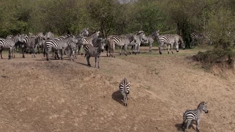 Massive Wildebeest Migration