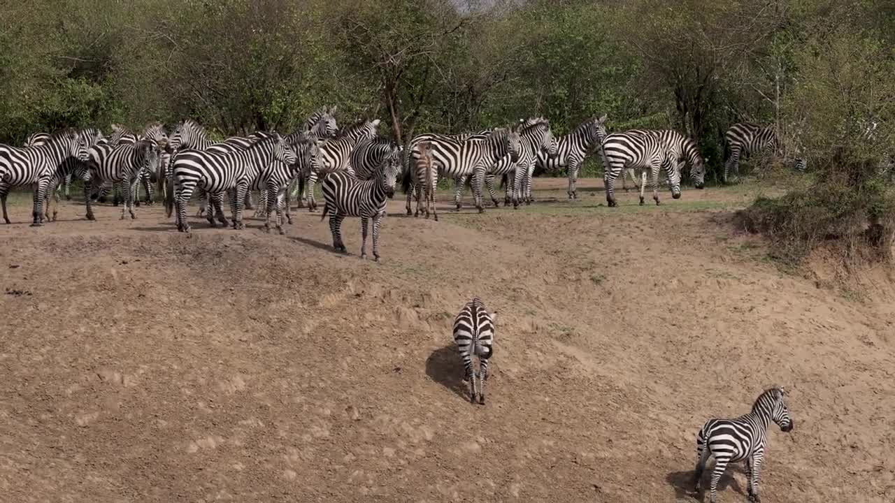 Massive Wildebeest Migration