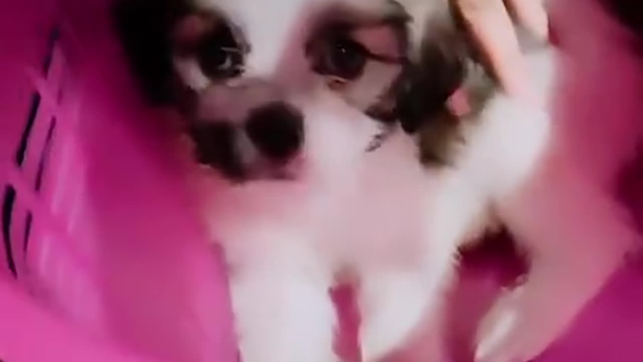 show your dog as a puppy version