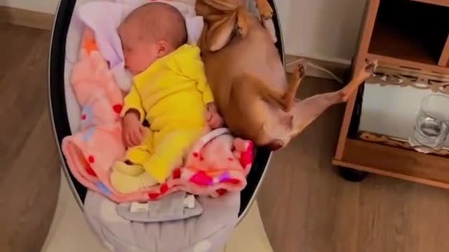 Baby and Chihuahua Share Cradle