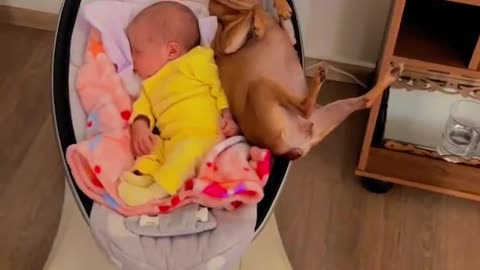 Baby and Chihuahua Share Cradle