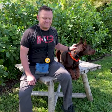 Meet Athena the Reactive Dobermann