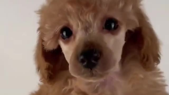 Cute puppy crying - Cutest Dog