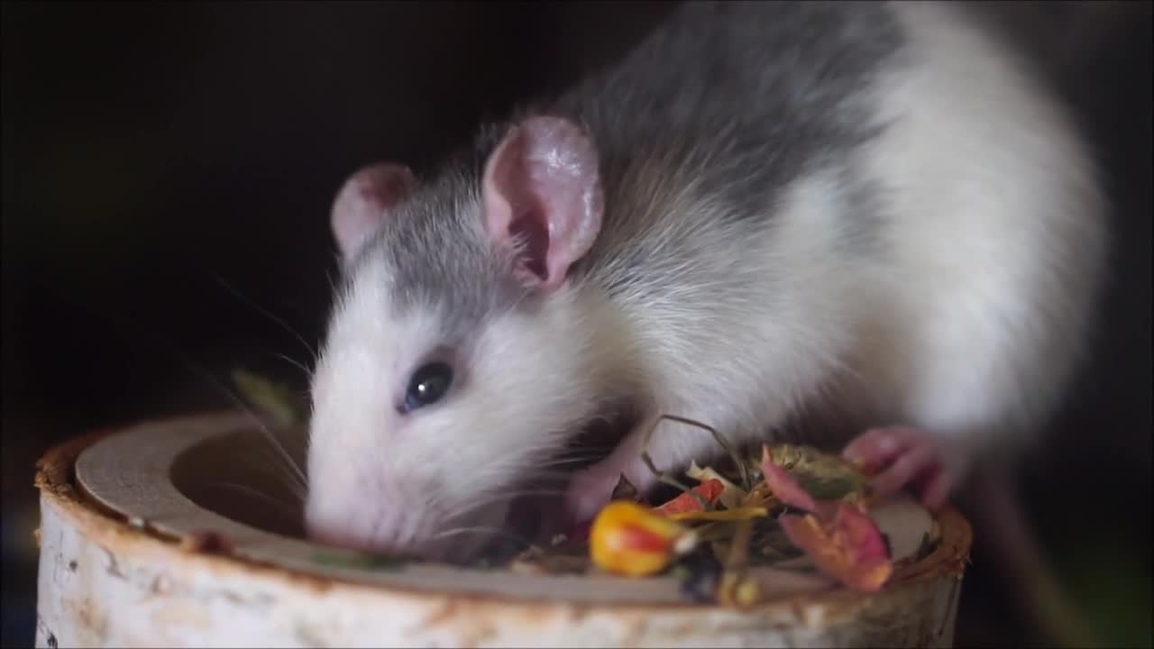 #Rat #Rat video#Animal#Animal video#