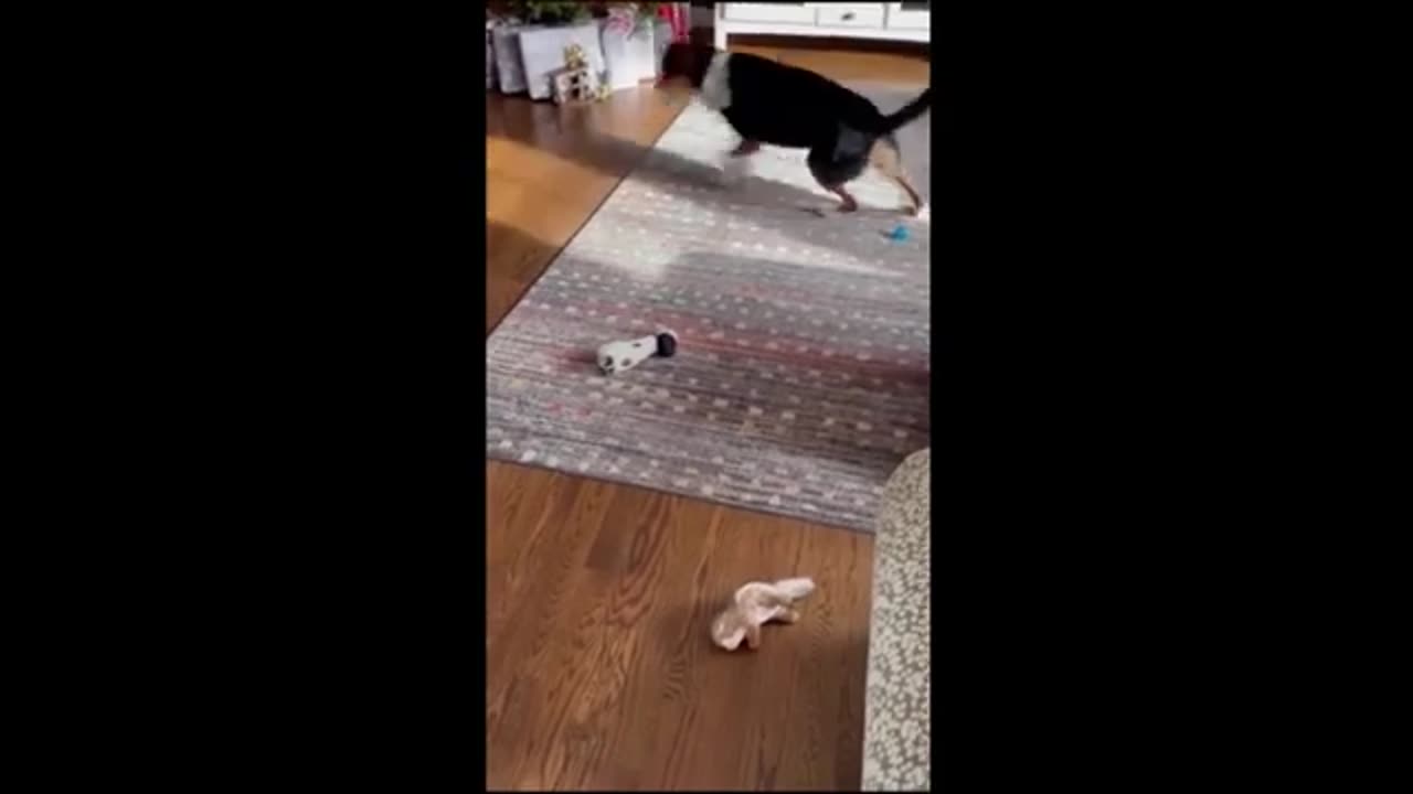 Funny Dog&Cat