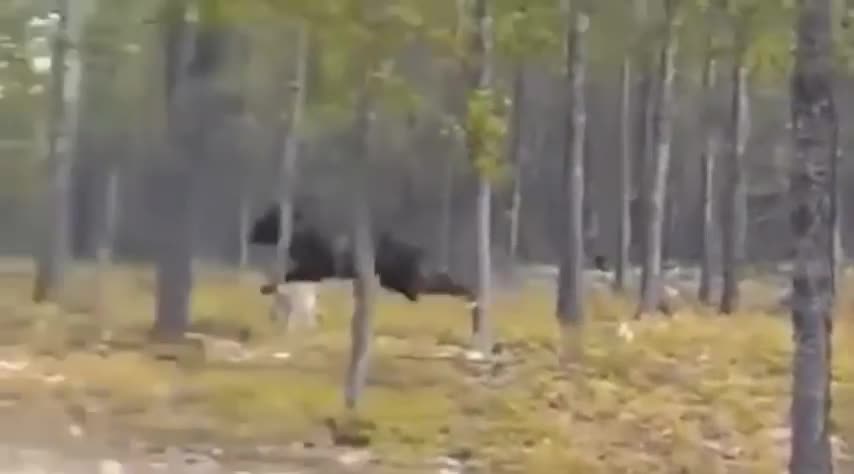 Two Largest Wolf ever caught on tape