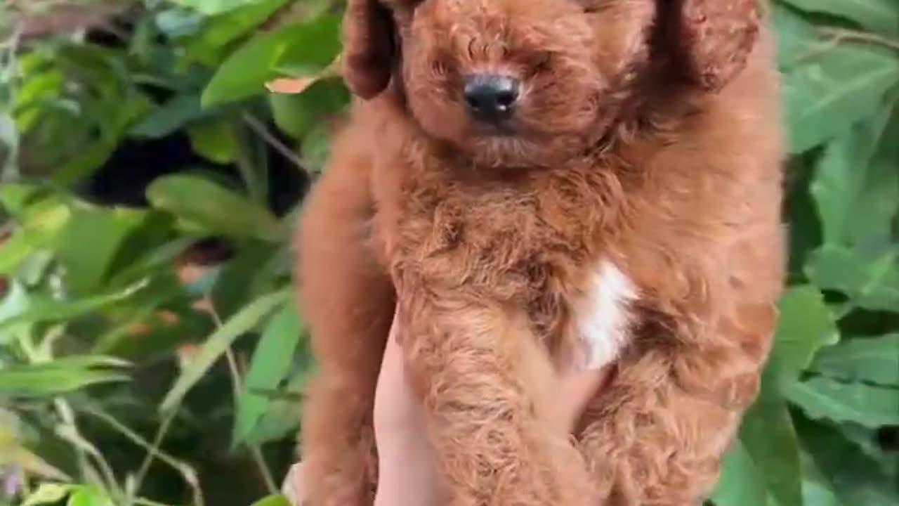 Compilation Cutest Puppies Clips🐕 viral video