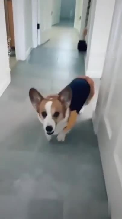 Useful Trick to Teach Your Corgi