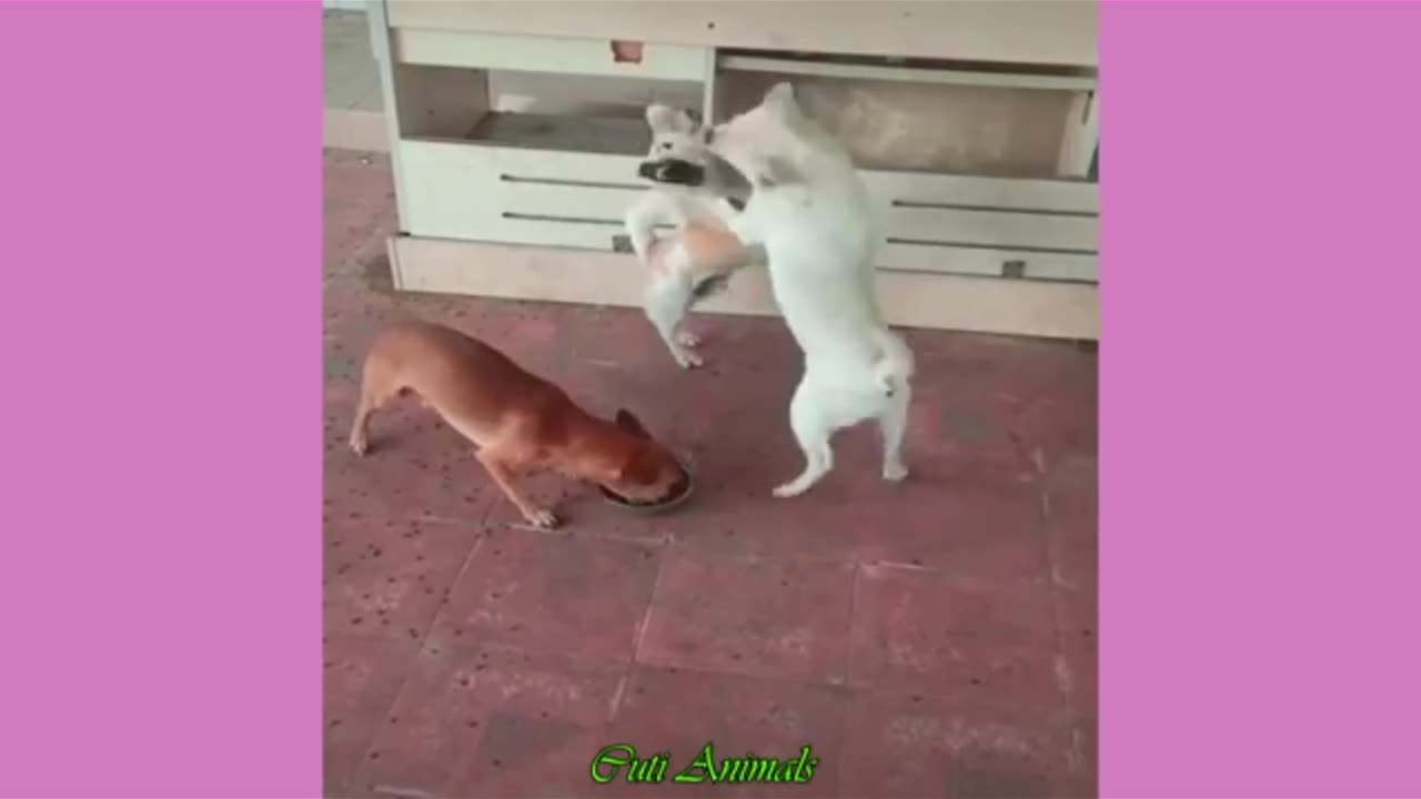 Funny cats😻🐱 and dogs🐕🐶