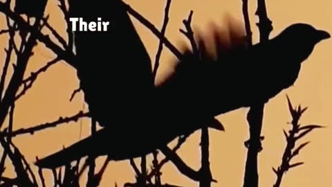 Crows Never Forget – And They Don’t Forgive! 🪶😮