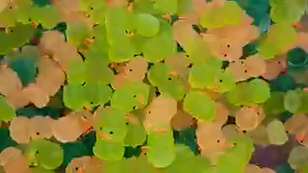 Satisfying video 2