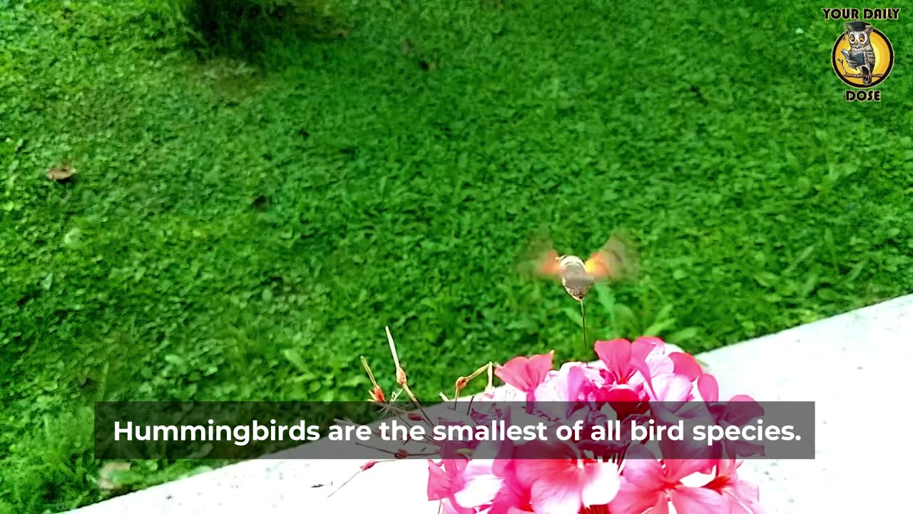 Everything You Wanted to Know About hummingbird