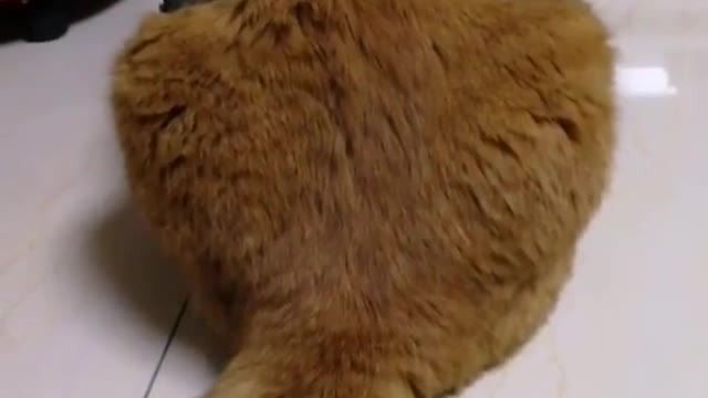 A cat squatting on the floor