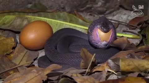 A snake eating whole egg Amazing video