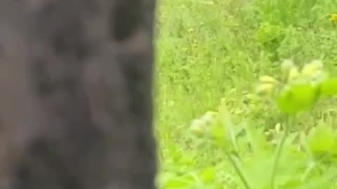 Drunk Russian Stumbling Around Forest and Firing Blindly(Occupied Zaporizhzhia)