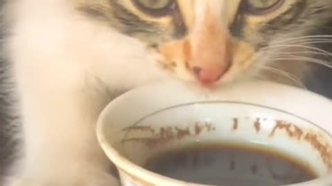 Meaw drinking coffee 😱😱