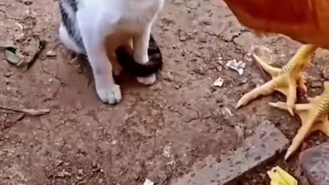 Cat v/s Chicken