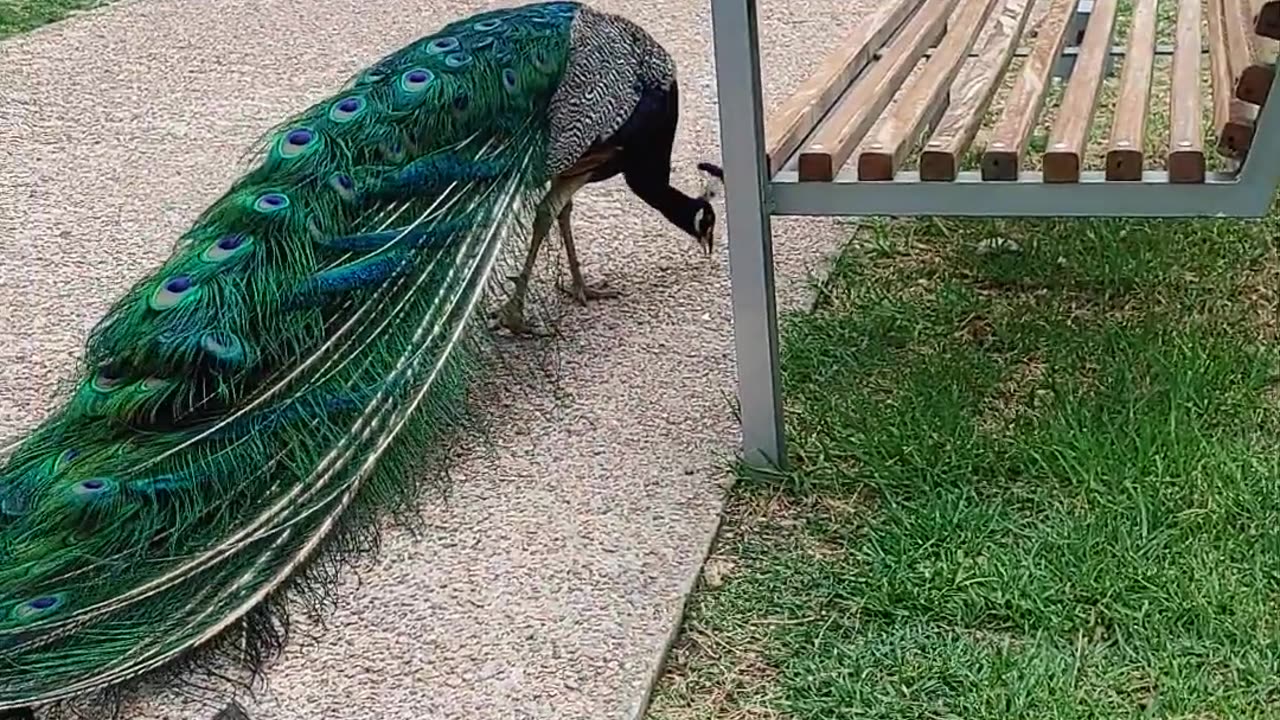 Peacock in a park