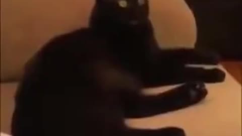 Cats funny