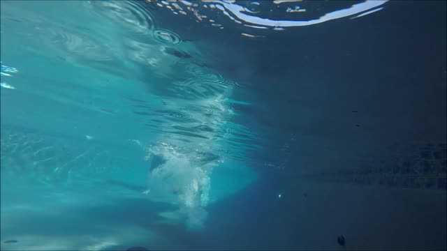 9 month old Great Dane Puppy Dog Texas dock jumps into the swimming pool - AWESOME jumps!!