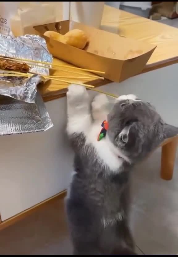 Cat animals funny cute 01