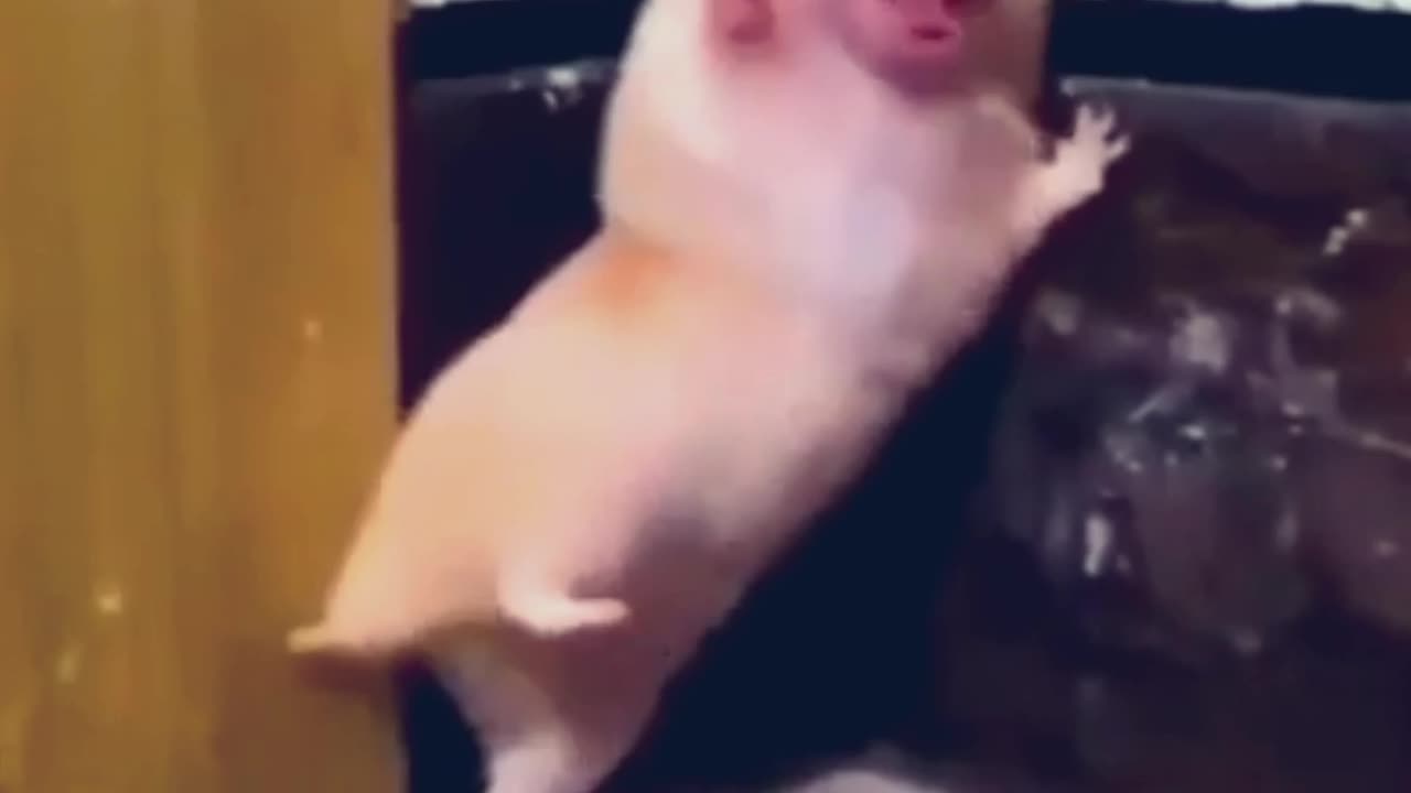 funny animals compilation