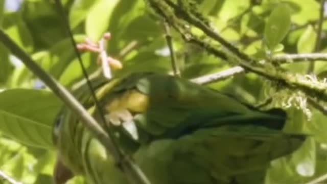 Talking birds…Creepy or Cute? 🤔 #parrots #wild #talkinganimals