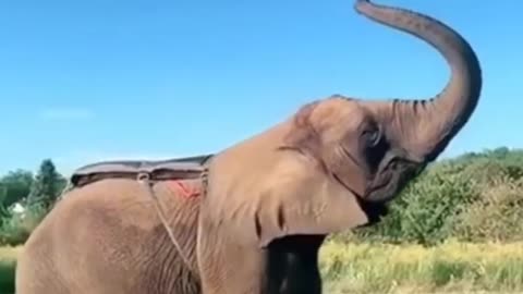 Amazing man jumping 👏 elephant video