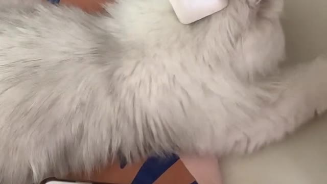 Silly cat - small five card charging treasure of a family # of pet
