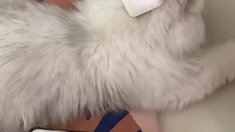 Silly cat - small five card charging treasure of a family # of pet