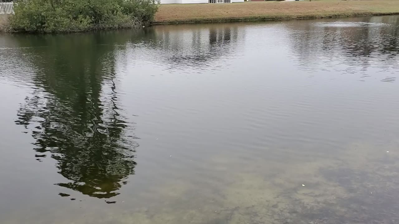 Lake View with wonderful wildlife sounds.