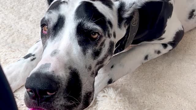 Dog Rests Head on Owner's Foot