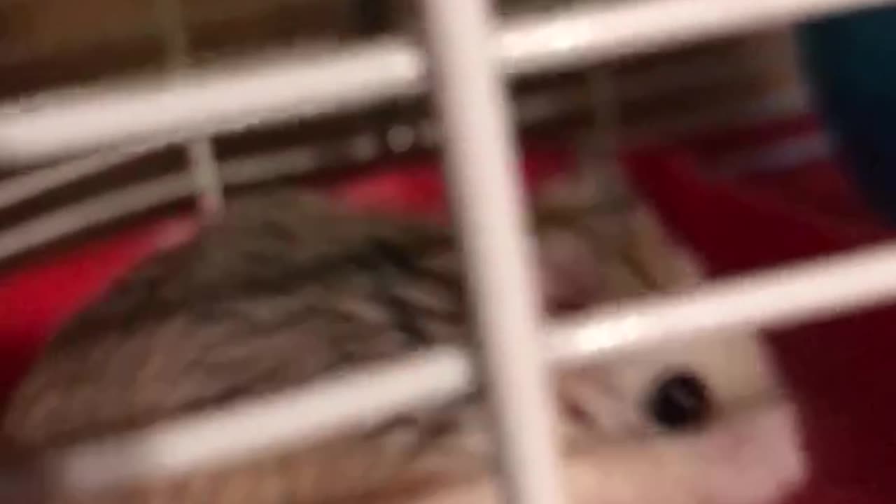 Hamster Alvin “Rambo”🐹