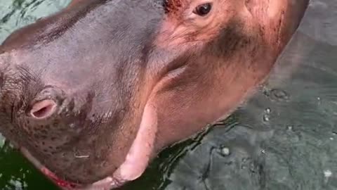 hippo