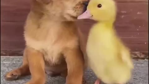 Funny Animal Video