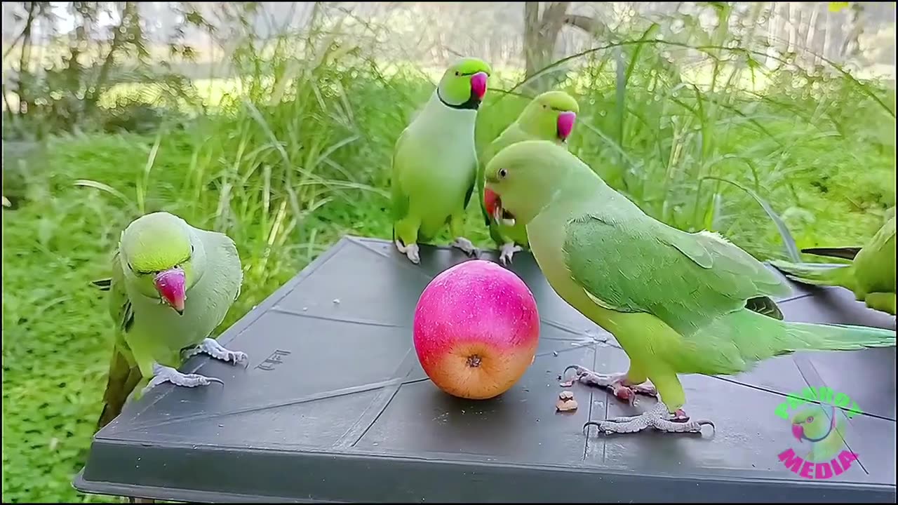 Lovely parrots