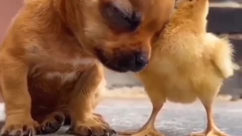 CUTE PUPPY VIDEOS