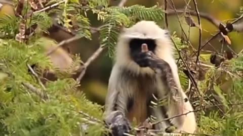Wildlife's & Funs