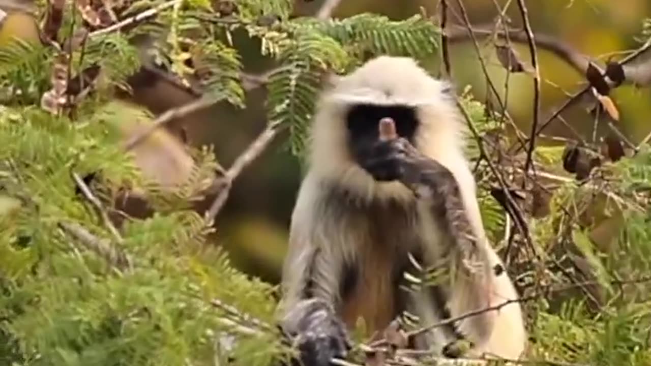 Wildlife's & Funs