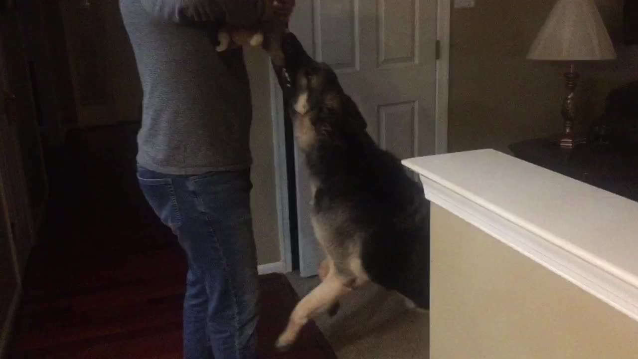 German Shepherd epic tug of war battle