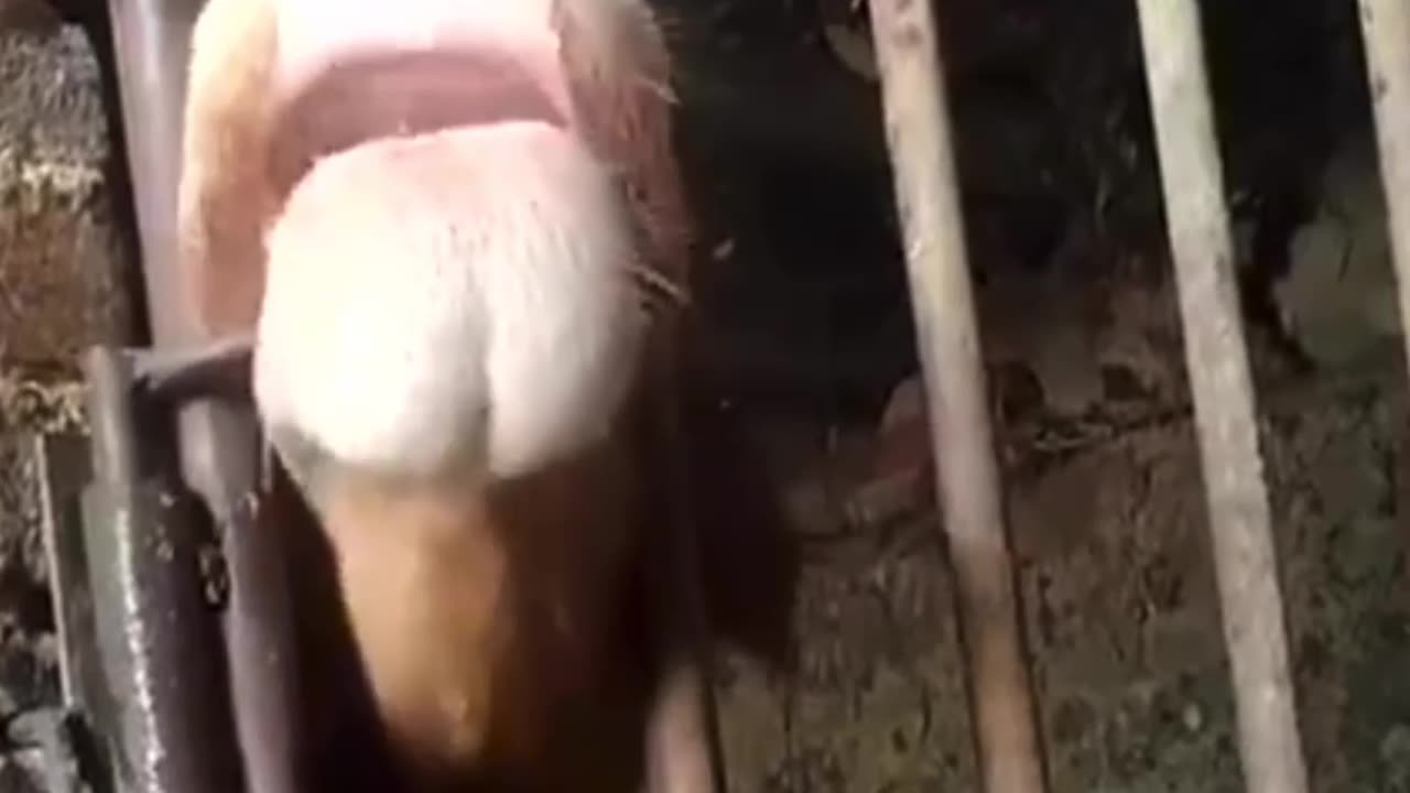 Intelligent Cow #shorts #shortvideo #video #virals #videoviral