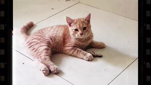 Cat Catching Lizard Outside Into My Home And Playing With It 2 Viral Cat
