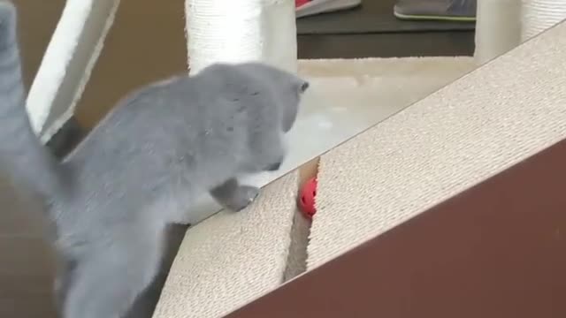 Cute cat trying to pull out stuck ball