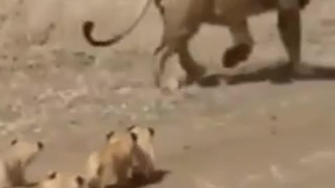 Best Funny Animal Videos