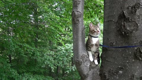 Agile Little Cat Loves Climbing on Trees