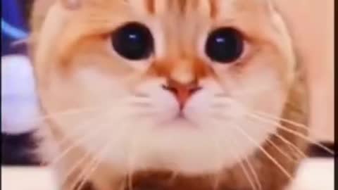 😄❣️ cute cat 🐱🐈 funny video 😄