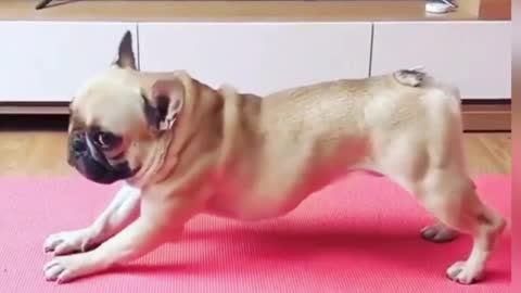 Adorable dog does it's own exercise routine