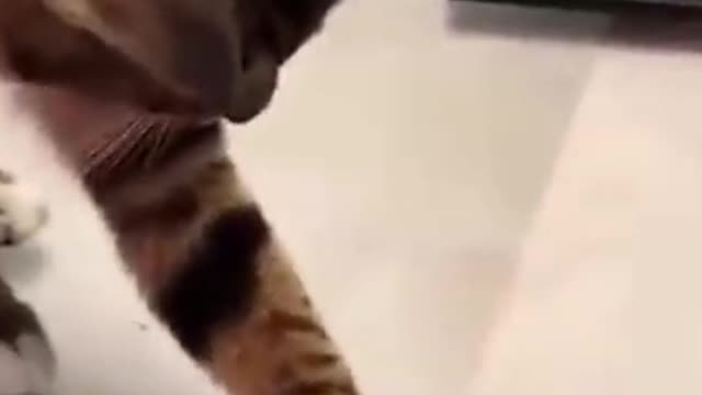 The Cat Had A Lot Of Fun Throwing Something